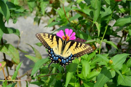 A swallowtail butterfly (Papilio glaucus, female) feeds at a Zinnia flower in Kilmarnock, Virginia, United States.