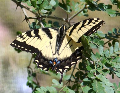 Eastern Tiger Swallowtail (Papilio glaucus). Photographed at the Desert Botanical Garden's Maxine and Jonathan Marshall Butterfly Pavilion, Phoenix, AZ. photo