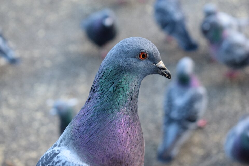 Animal nature pigeons