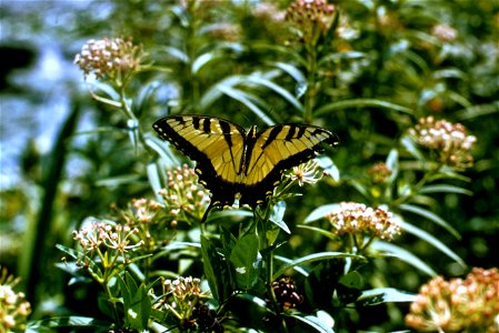 Image title: Tiger swallowtail butterfly papilio glaucus linnaeus insecta lepidoptera papilionidae Image from Public domain images website, http://www.public-domain-image.com/full-image/fauna-animals- photo