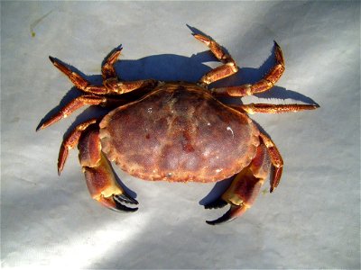 Image title: Arge edible crab Image from Public domain images website, http://www.public-domain-image.com/full-image/fauna-animals-public-domain-images-pictures/crabs-and-lobsters-public-domain-images photo