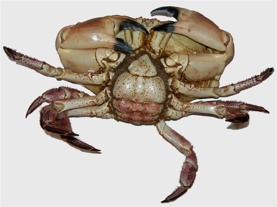 Crabe face ventrale