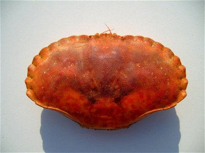 Image title: Large edible crab carapace Image from Public domain images website, http://www.public-domain-image.com/full-image/fauna-animals-public-domain-images-pictures/crabs-and-lobsters-public-dom photo