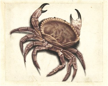 IdentificatieTitel(s): ZeekrabLombard album (serietitel)Objecttype: tekening Serienummer: ?/100?Objectnummer: RP-T-1952-369Catalogusreferentie: Boon 571Omschrijving: Zeekrab (Cancer pagurus).Verv