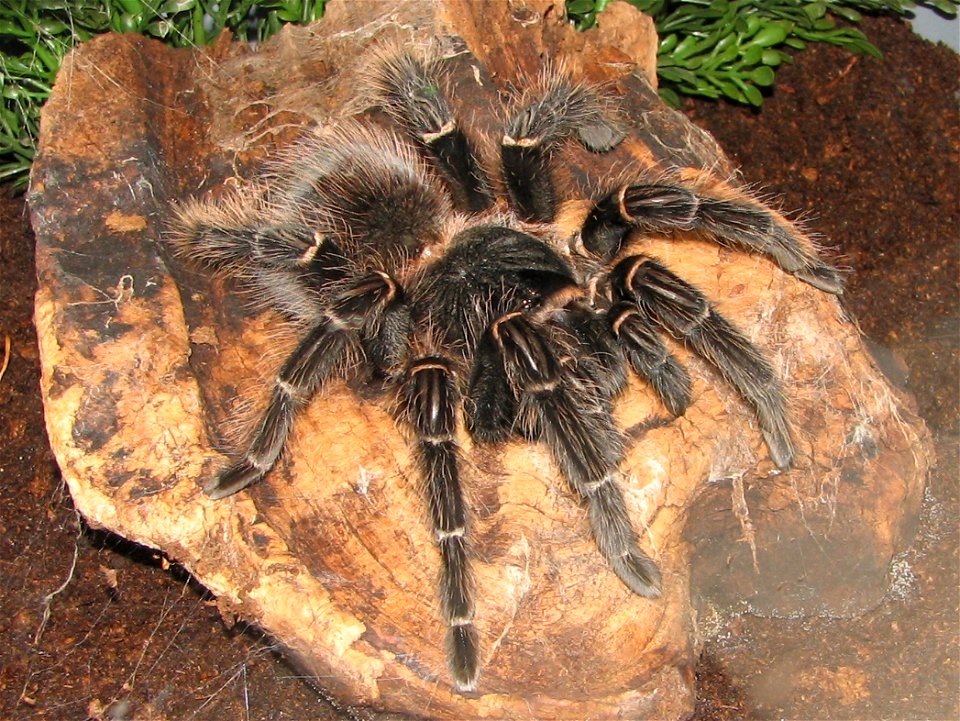 Brazilian Salmon Pink Birdeater (Lasiodora parahybana)