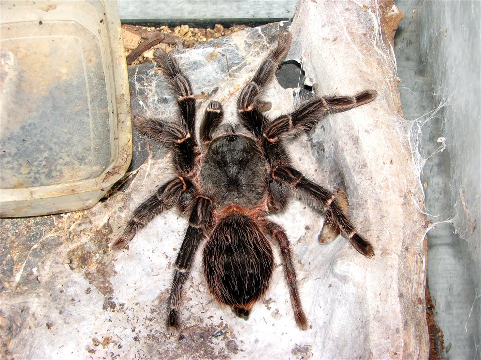 Brazilian Salmon Pink Birdeater