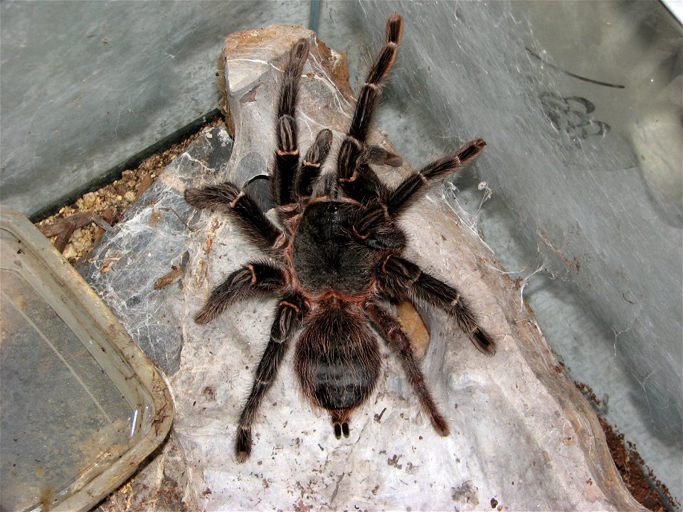 Brazilian Salmon Pink Birdeater