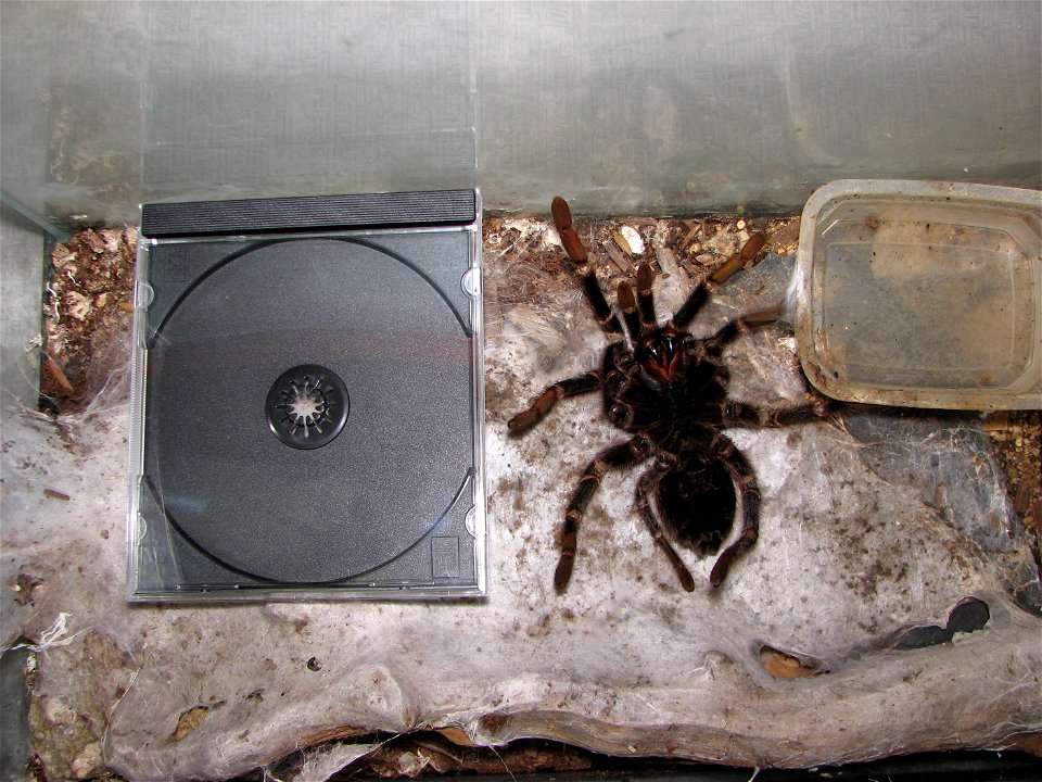 An adult female of Lasiodora parahybana on her back, the first stage of molting. CD box added for scale.