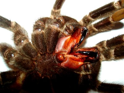 Lasiodora parahybana, adult female, chelicerae