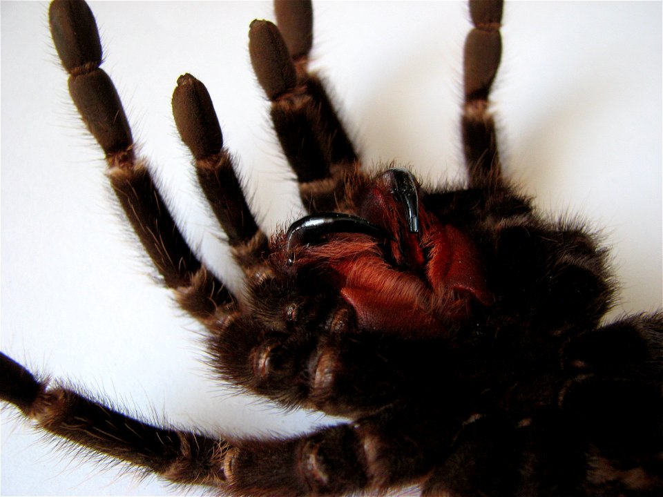 Lasiodora parahybana, adult female, chelicerae on a molted skin