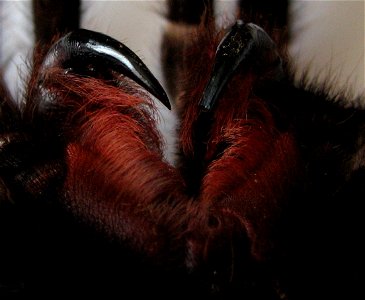 Lasiodora parahybana, adult female, chelicerae on a molted skin; detail