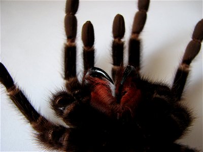 Lasiodora parahybana, adult female, chelicerae on a molted skin
