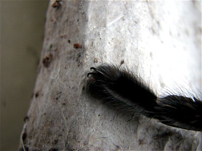 Claws at the end of the leg of an adult Lasiodora parahybana. These are at the end of the second leg on her left side.