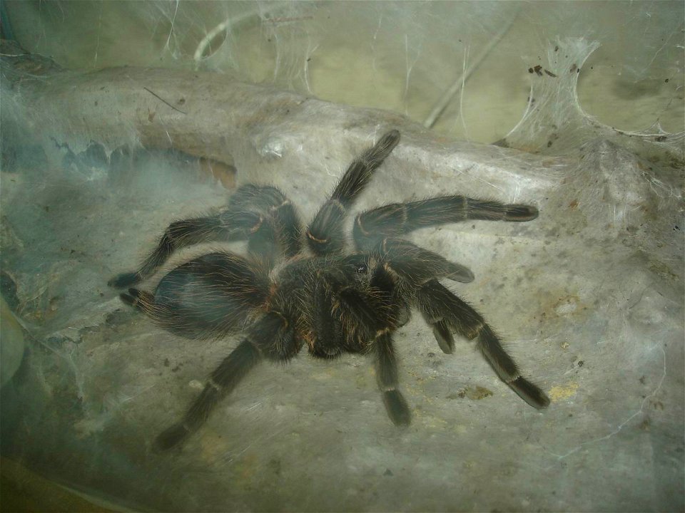 Lasiodora parahybana, adult female; on the right side, her fourth leg is missing after an accident. The story continues in "Lasiodora parahybana, part two / three / four".