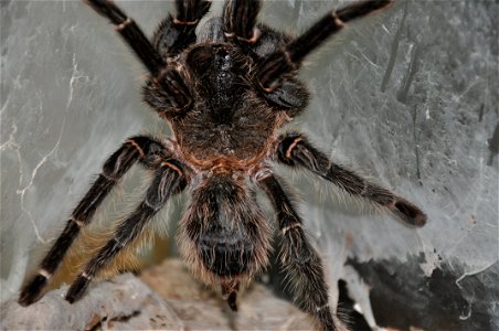An adult female of Lasiodora parahybana, detail of the body.
