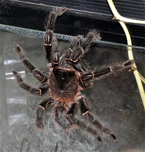 An adult female of Lasiodora parahybana, climbing the terrarium side.