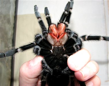 An adult female (10 years old) Lasiodora parahybana right after molting. The photo shows her underside; note the colour of the cheliceral fangs which are still soft.