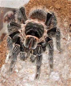A younf specimen of Lasiodora parahybana, feeding on a couple of crickets