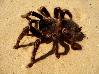Brazilian salmon pink tarantula (aslo birdeater) adult female (Lasiodora parahybana). This large spider typically grows to a leg span of 20 cm (8 in), although occasionally exceptional specimens can r