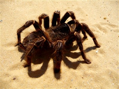 Brazilian salmon pink tarantuala (aslo birdeater) female (Lasiodora parahybana)