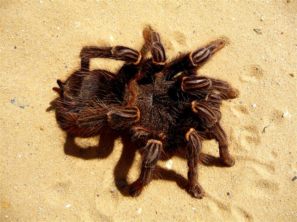 Brazilian salmon pink tarantuala (aslo birdeater) female (Lasiodora parahybana)