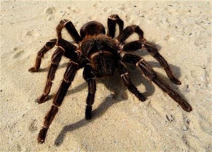 Brazilian salmon pink tarantuala (aslo birdeater) female (Lasiodora parahybana)