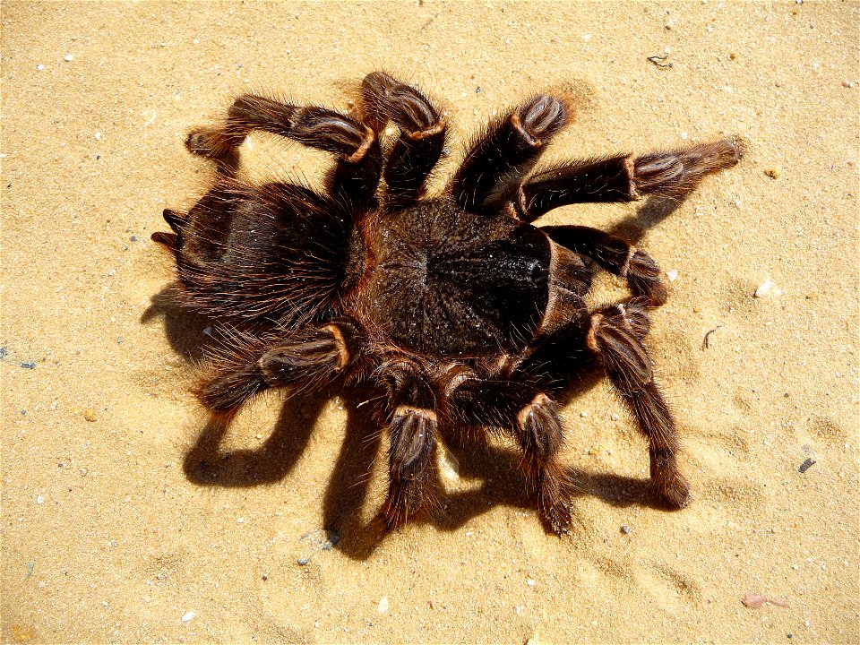 Brazilian salmon pink tarantuala (aslo birdeater) female (Lasiodora parahybana)