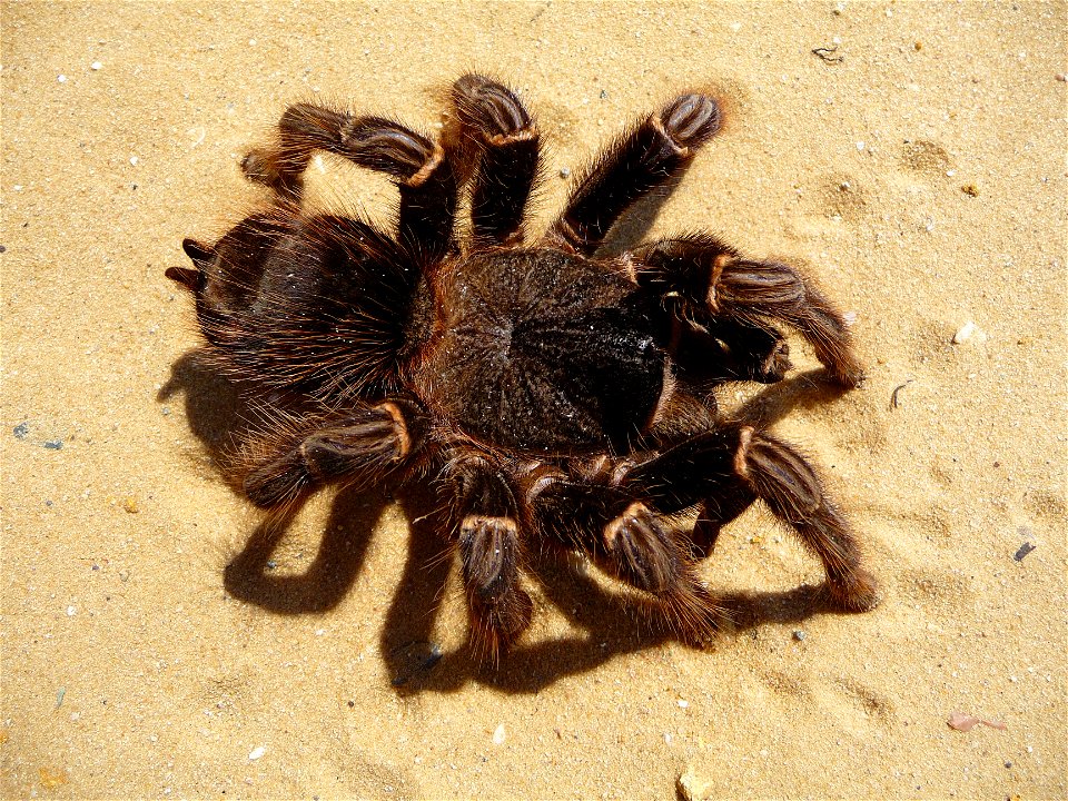 Brazilian salmon pink tarantuala (aslo birdeater) female (Lasiodora parahybana)