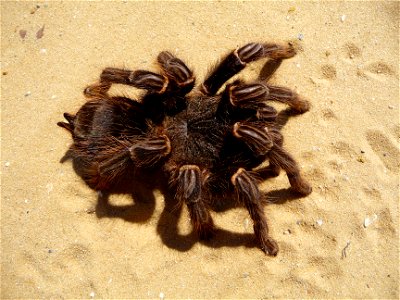 Brazilian salmon pink tarantuala (aslo birdeater) female (Lasiodora parahybana)