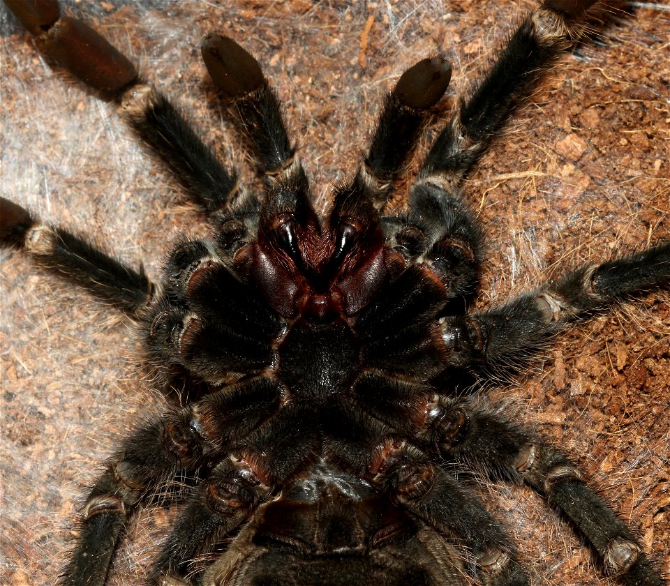 Brazilian salmon pink tarantula (aslo birdeater) (Lasiodora parahybana) male before molting. Spider from a private zoo collection.