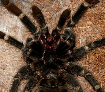 Brazilian salmon pink tarantula (aslo birdeater) (Lasiodora parahybana) male before molting. Spider from a private zoo collection.
