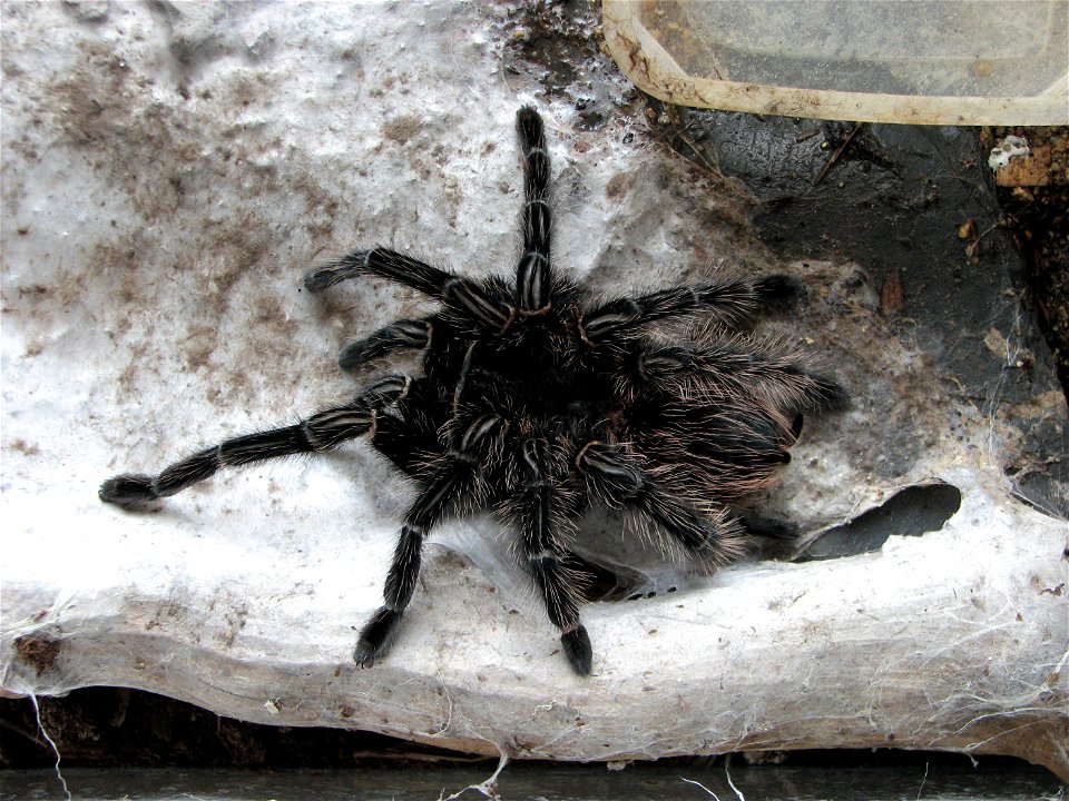 An adult female (10 years old) Lasiodora parahybana right after molting.
