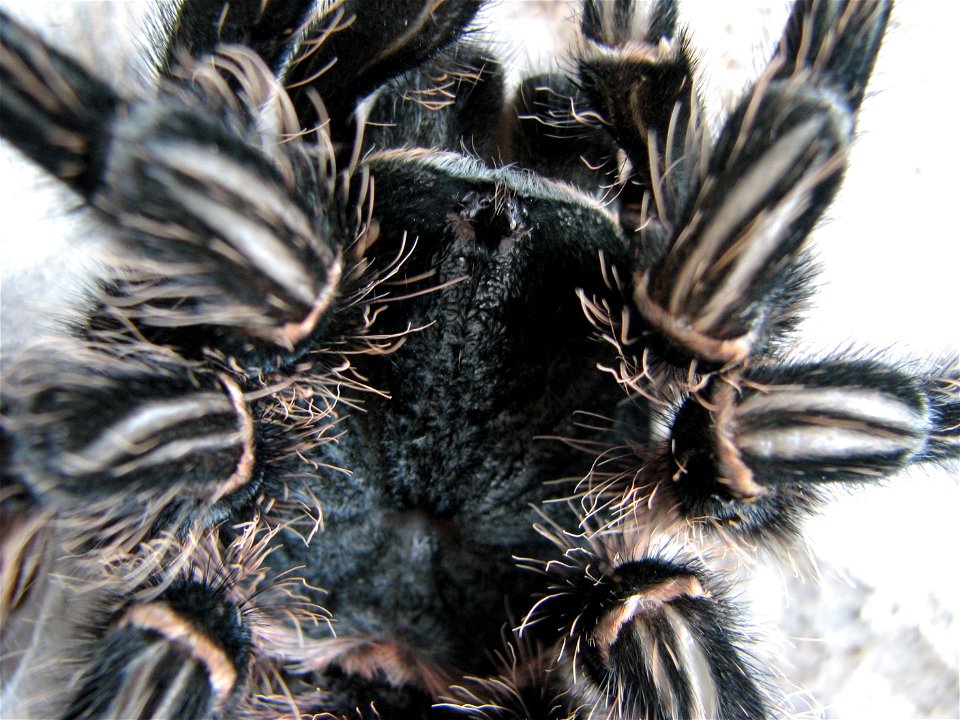 An adult female (10 years old) Lasiodora parahybana right after molting. Cephalothorax and patellae.