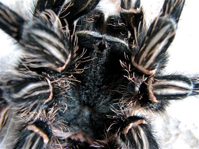 An adult female (10 years old) Lasiodora parahybana right after molting. Cephalothorax and patellae.