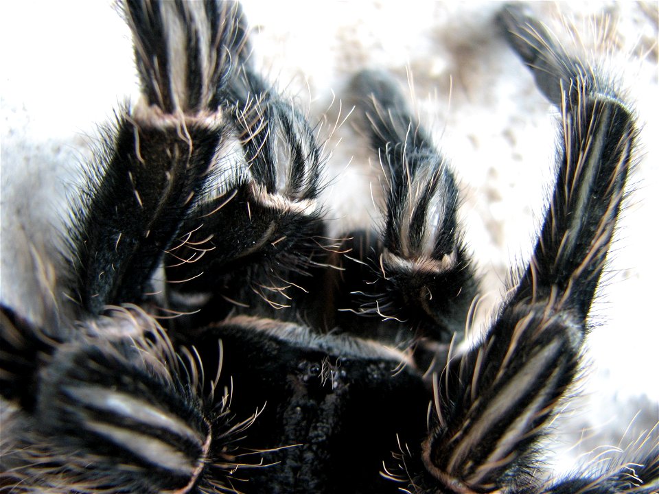 An adult female (10 years old) Lasiodora parahybana right after molting. Cephalothorax with eyes and pedipalps.