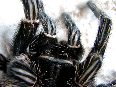 An adult female (10 years old) Lasiodora parahybana right after molting. Cephalothorax with eyes and pedipalps.