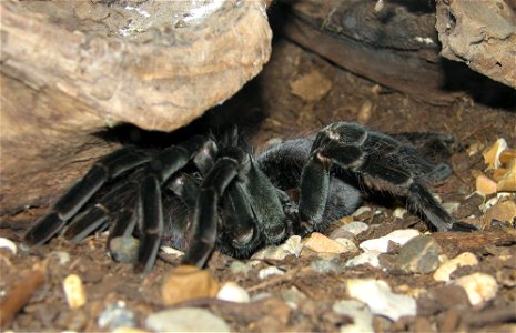 Brazilian Salman Tarantula (Lasiodora parahybana) at the Louisville Zoo