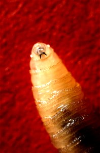 Image title: Screwworm larva close up Image from Public domain images website, http://www.public-domain-image.com/full-image/fauna-animals-public-domain-images-pictures/insects-and-bugs-public-domain- photo