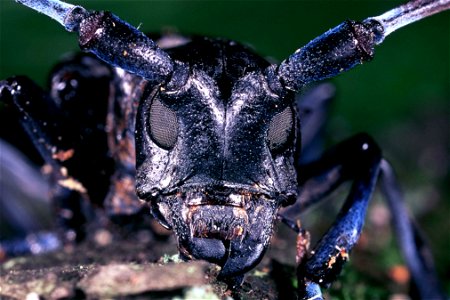 Image title: Anoplophora glabripennis, Asian longhorn beetle
Image from Public domain images website, http://www.public-domain-image.com/full-image/fauna-animals-public-domain-images-pictures/insects-