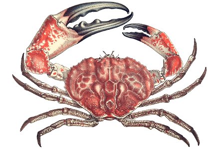 Tasmanian giant crab, Pseudocarcinus gigas photo