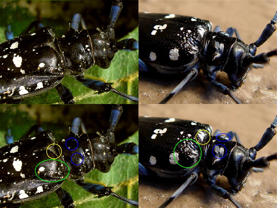 Anoplophora glabripennis and Anoplophora chinensis malasiaca side by side with some diagnostic characters indicated. BLUE: blueish-white hairy patches on pronotum only on A.c.malasiaca,  on A.c.chinen