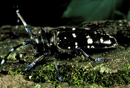Image title: Asian longhorn beetle anoplophora glabripennis invasive species Image from Public domain images website, http://www.public-domain-image.com/full-image/fauna-animals-public-domain-images-p photo