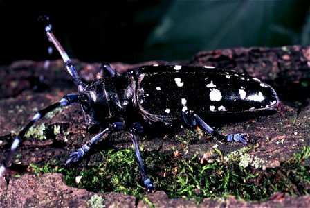 Image title: Asian longhorn beetle invasive species Image from Public domain images website, http://www.public-domain-image.com/full-image/fauna-animals-public-domain-images-pictures/insects-and-bugs- photo
