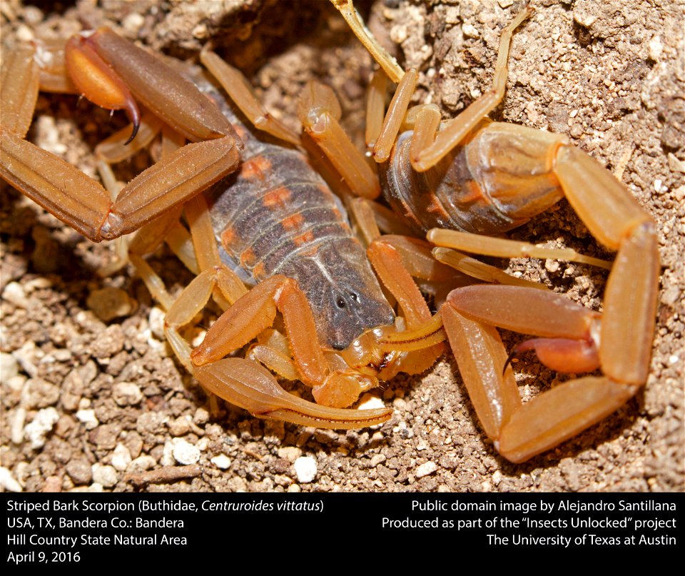 USA, TX. Bandera Co.: Bandera
Hill Country State Natural Area

9-iv-2016