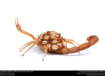 Striped Bark Scorpion  (Buthidae, Centruroides vittatus (Say))
USA, TX, Travis Co.: Austin
29.VIII.2017 A. Schultz coll.






This image was created as part of the Insects Unlocked project at the Uni