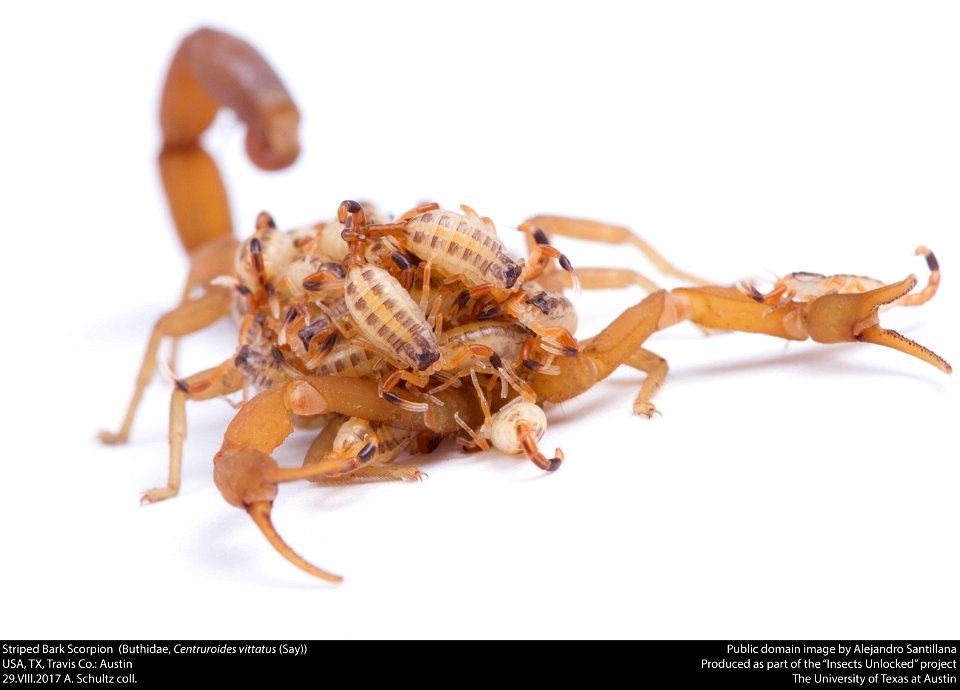 Striped Bark Scorpion  (Buthidae, Centruroides vittatus (Say))
USA, TX, Travis Co.: Austin
29.VIII.2017 A. Schultz coll.






This image was created as part of the Insects Unlocked project at the Uni