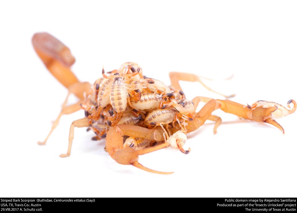 Striped Bark Scorpion  (Buthidae, Centruroides vittatus (Say))
USA, TX, Travis Co.: Austin
29.VIII.2017 A. Schultz coll.






This image was created as part of the Insects Unlocked project at the Uni