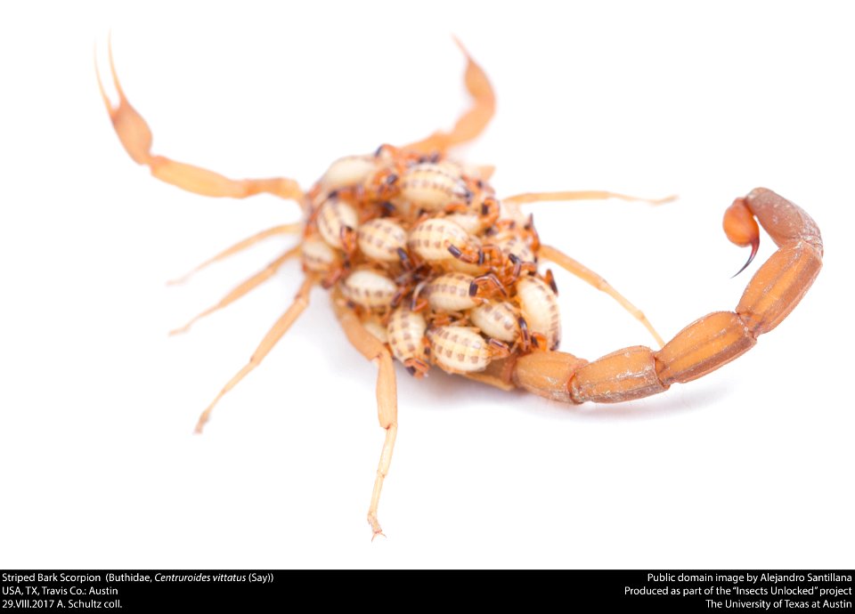 Striped Bark Scorpion  (Buthidae, Centruroides vittatus (Say))
USA, TX, Travis Co.: Austin
29.VIII.2017 A. Schultz coll.






This image was created as part of the Insects Unlocked project at the Uni