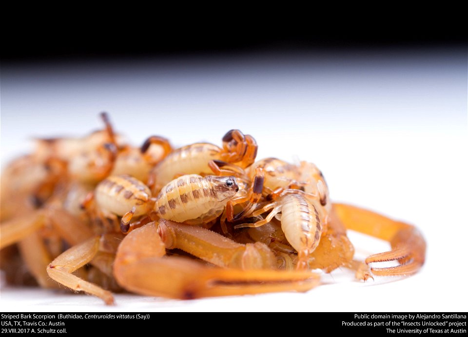 Striped Bark Scorpion  (Buthidae, Centruroides vittatus (Say))
USA, TX, Travis Co.: Austin
29.VIII.2017 A. Schultz coll.






This image was created as part of the Insects Unlocked project at the Uni