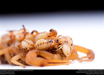 Striped Bark Scorpion  (Buthidae, Centruroides vittatus (Say))
USA, TX, Travis Co.: Austin
29.VIII.2017 A. Schultz coll.






This image was created as part of the Insects Unlocked project at the Uni